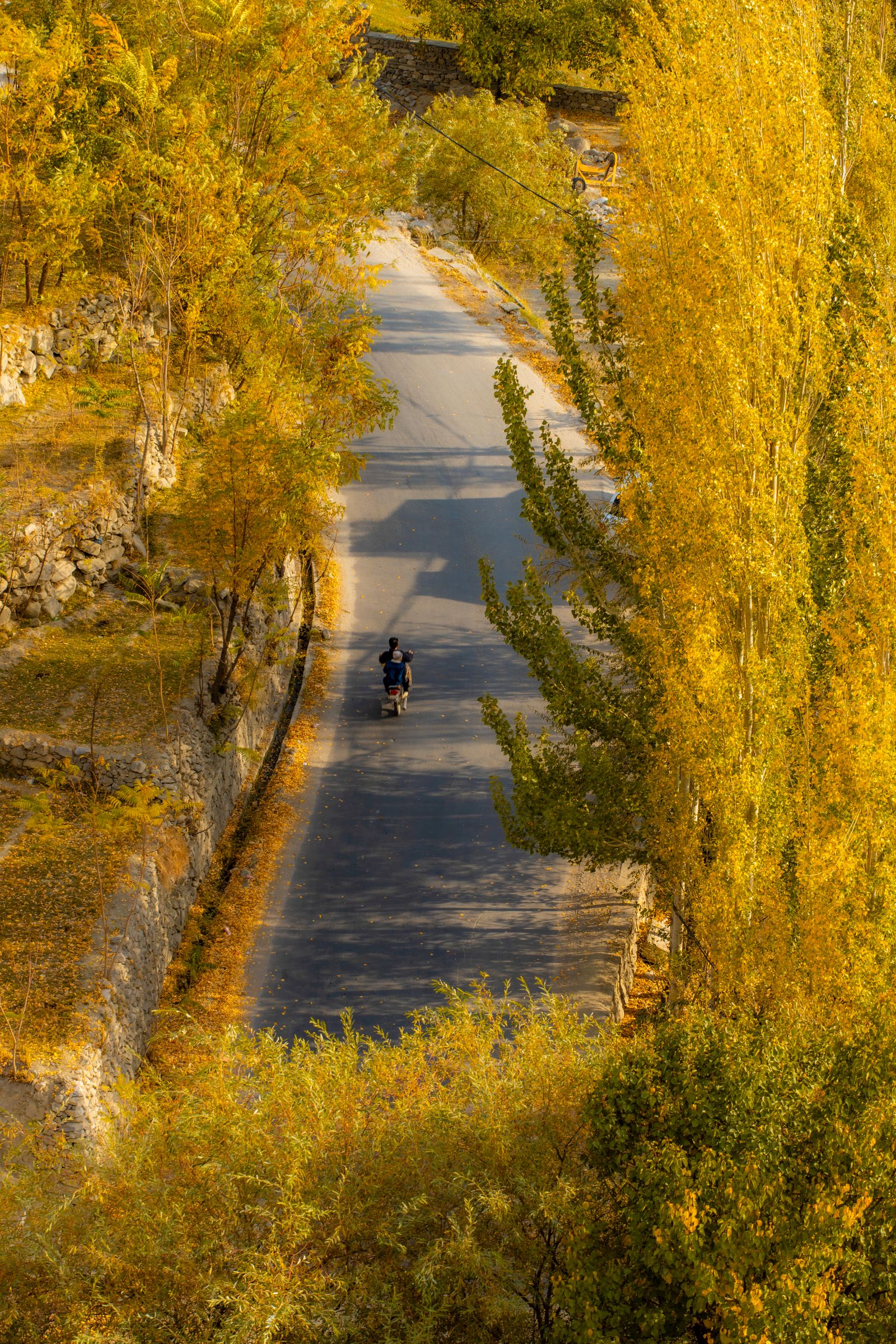 Mountain road winding through pine hills